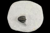 Rare, Spiny Proetid Trilobite (Phaetonellus) - Morocco #164514-1
